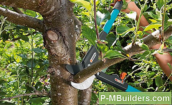 Beschneiden Sie Ihren Pflaumenbaum: Tipps Und Anweisungen
