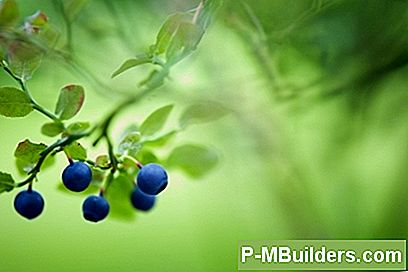 Blåbär Plantering: Spacing Plants And Root Systems