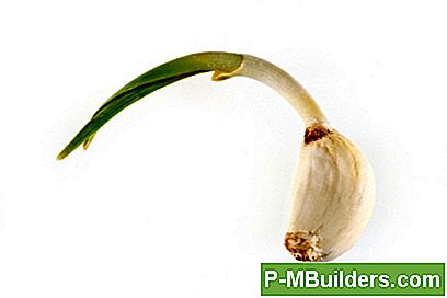 Küüslauguküünla Kasvatamine