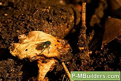 Fruitvlokken Elimineren Van Vermicompost