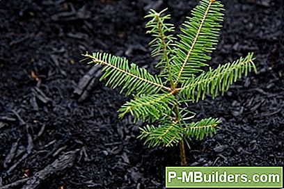 Kuidas Kasvatada Ja Tema Eest Hoolitseda Pine Trees
