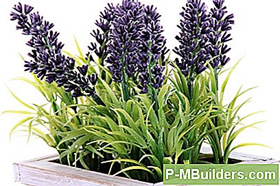 How To Grow Lavendel Drinnen