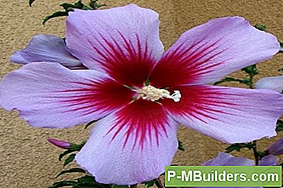 Sådan Plant Og Grow Rose Of Sharon