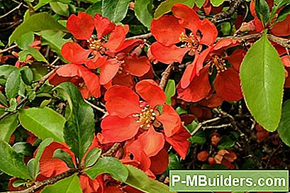 Hur Ska Man BeskÀra En Blomningquince