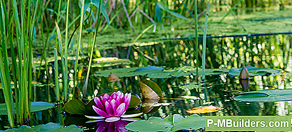Hur Man Åtgärd Green Pond Water