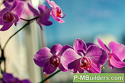 Gör Din Egen Orchid Fertilizer