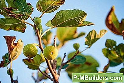 Propagera En Fig Tree FrÄn En Cutting