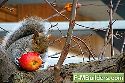 Schutz Von Obstbäumen Vor Eichhörnchen Und Anderen Schädlingen