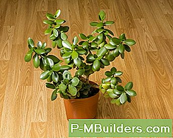 Pruun Jade Plant Parema Kuju