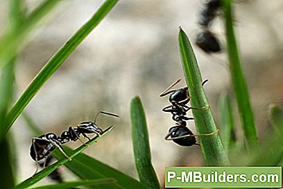 Sorte Myrer Vs Fire Ants