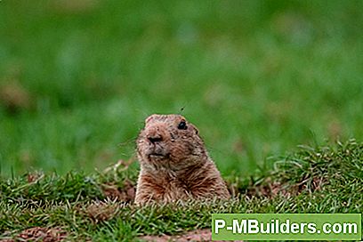 Om Ground Och Woodchucks
