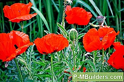 Allt Du Behöver Veta Om Oriental Poppies