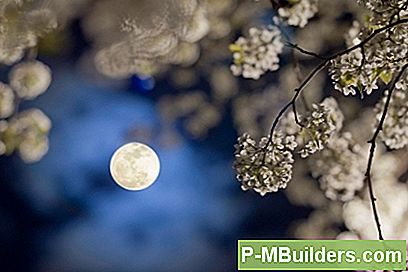 Natt Blommande VĂ€xter Och Midnattsgarden