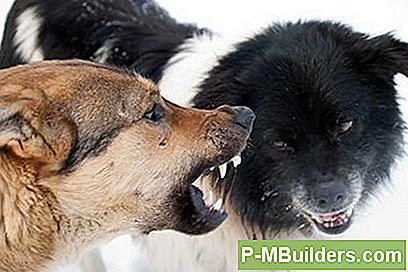 Hond Agressie Tegenover Andere Honden