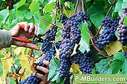 Hur Man Bygger En Egen Organic Backyard Vineyard