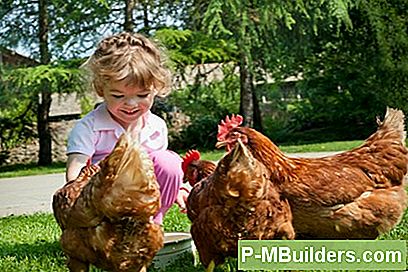 Urban Backyard Chickens