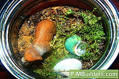 Gör Din Egen Terrarium