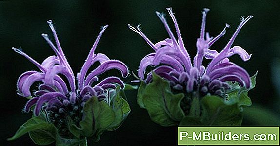 Bee Balm Plante- Og Plejeinstruktioner