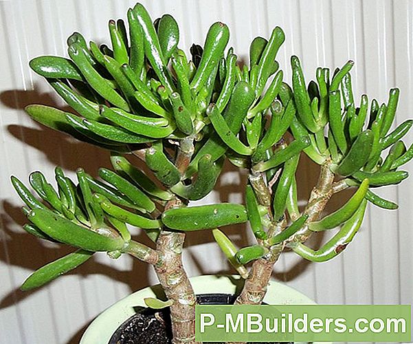 Bonsai: The Succulent Crassulas Gollum