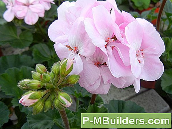 Pleje af blomstrende skyggeplanter ð§ð§ tips til hjem forbedring ... Billeder af gårdhave