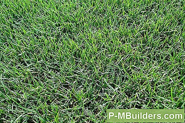 Tausendfüßler Gras: Schädlinge, Krankheiten Und Unkrautbekämpfung