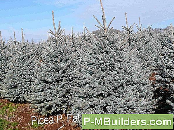 Colorado Blue Spruce Trees Forklart