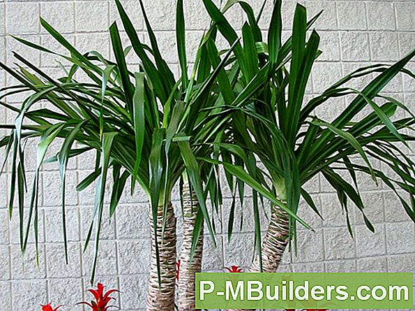 Pleje Af Dit Lucky Bamboo House Plant