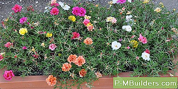 Moss Rose Propagation Metoder