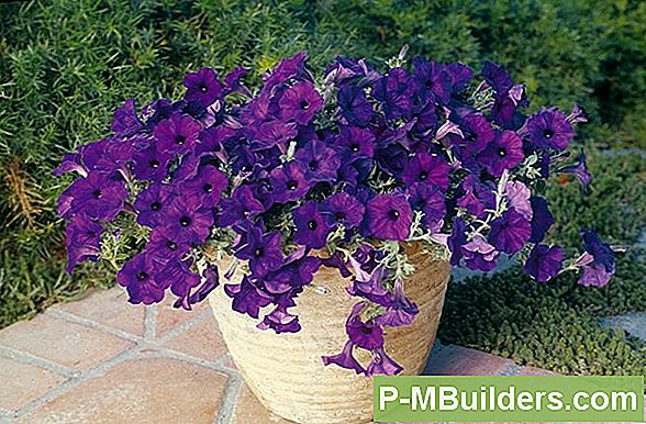 Multiflora Petunia Voksende Vs Grandiflora Petunias