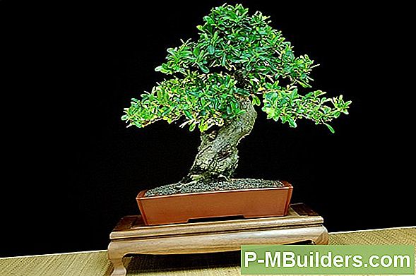 Orange Tree Types Forklaret