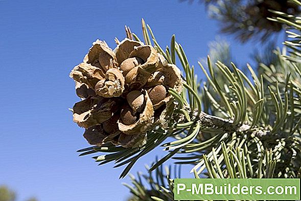 Pinyon Pine Care Basics