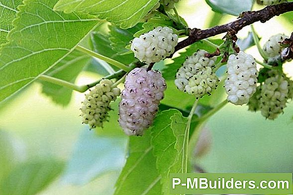 Pleje Af En Clover Plant