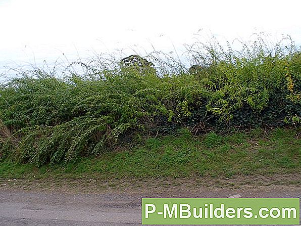 Plantning Goji Berry Frø I Beholdere