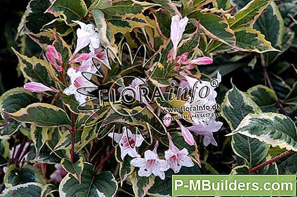 Plantning Af Weigela For At Tiltrække Kolibrier