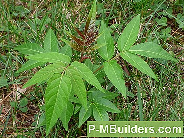 Sumac Tree Care Tips