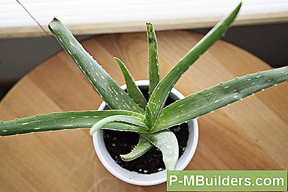 Tips Om Kimplanter Til Kimplanter