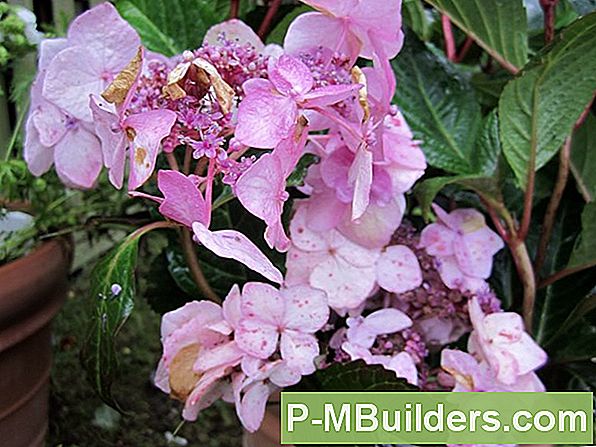 Typer Af Hortensia Sygdomme