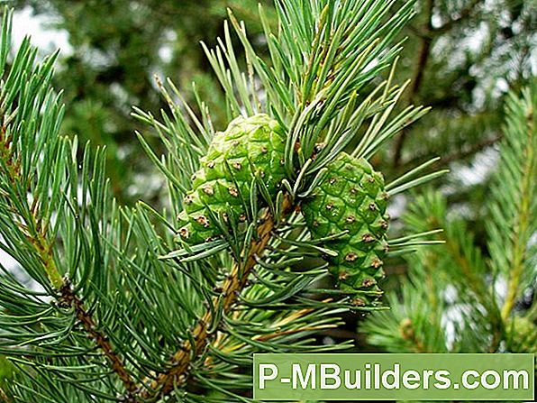 Mit Pine Mulch, Um Einen Mähen Freien Bereich