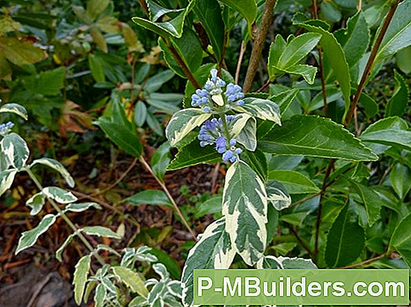Hvorfor Bliver Hydrangea Blomster Grønne?
