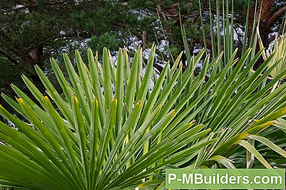Wird Eine Palme In Meinem Klima Wachsen?