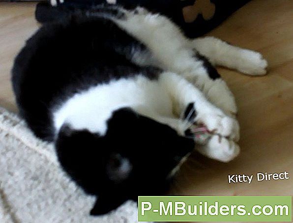 Catnip Plant Care Tips