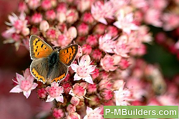 5 Eetbare Planten Die U Niet Kende