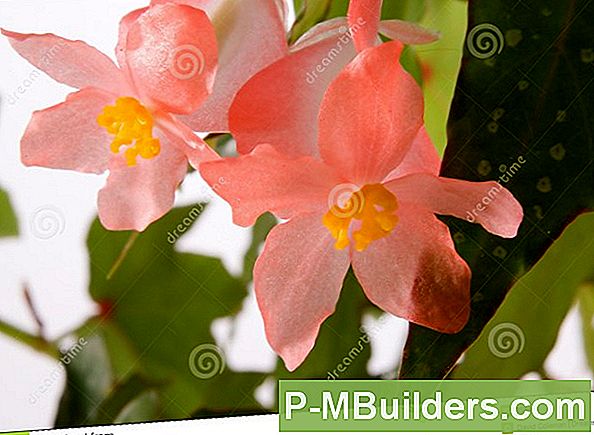 Engel Wing Begonia: Een Deel Van Je Containertuin