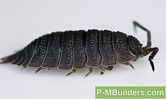 Zijn Bug Zappers Gevaren Voor Brand?