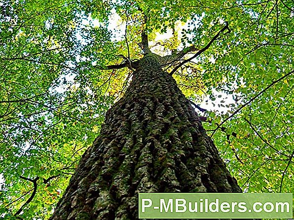Ash Tree BeskÀrning Tips