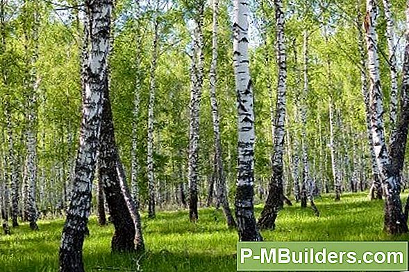 Berken Tree Pest And Disease Control