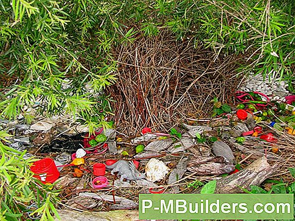 Paradijsvogel: 5 Essentiële Zaken