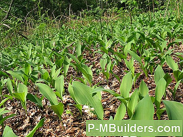 Bosbes Planten En Bodem Ph