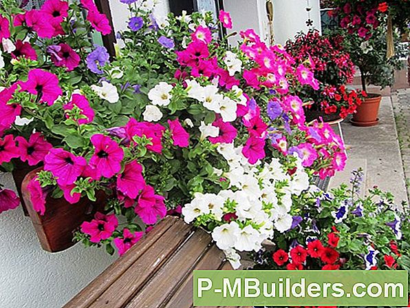 Zorg Voor Een Petunia