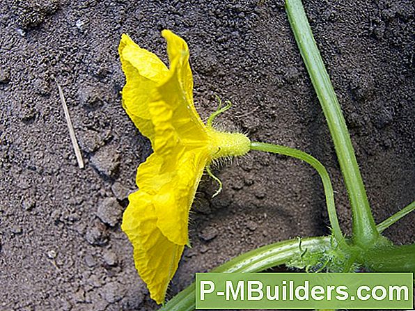 Komkommerbloemen: Weten Wanneer Te Snoeien